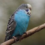 Can parakeets eat wild bird food