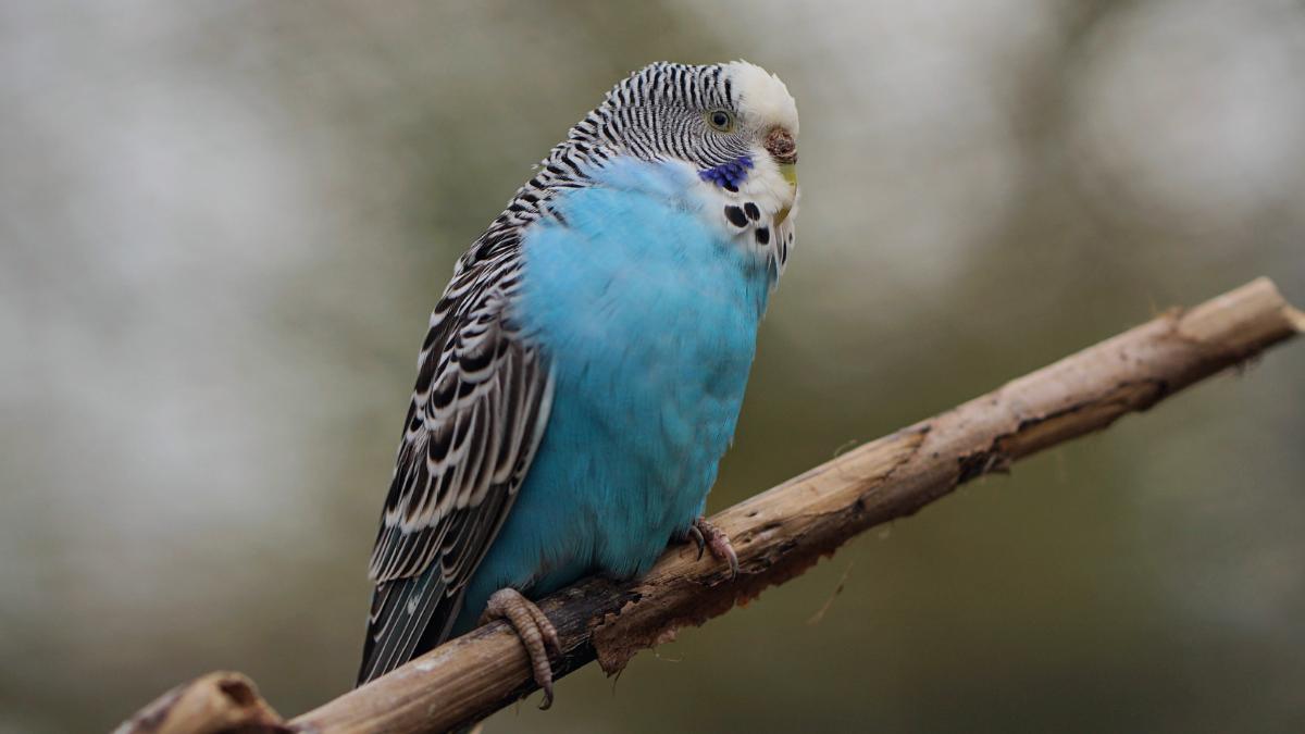Can parakeets eat wild bird food
