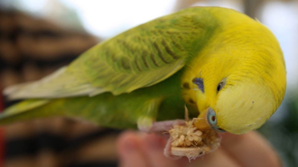 parakeets eat wild bird food